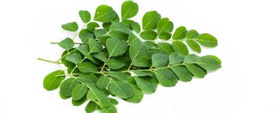 Le Moringa, plante ayurvédique miraculeuse!