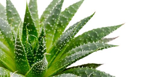 Se Soigner au Naturel – Les plantes Ayurvédiques – l&rsquo;Aloé Vera