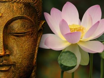 buddha wallpapers photos pictures lotus