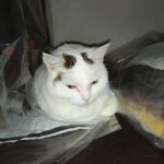 8ae7a1fd da48 4bde b120 b041f130f924 min 150x150 1