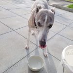 bf83732e 32a4 4108 9b2a 9ebf6d6c8057 min 150x150 1