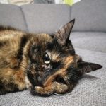 d8e38921 6f11 484f 9b87 a7165e06ecfe min 150x150 1