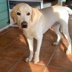 photo Oscar 150x150 1