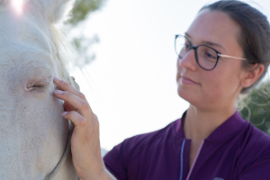 formation veto premiers soins chevaux 300px