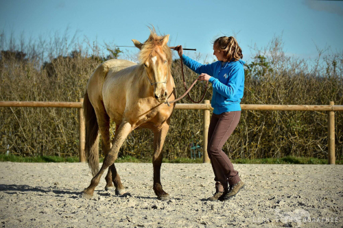 Stage yoga du cavalier et du cheval