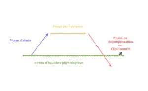 MÉCANIQUE DU STRESS CHEZ LES CHEVAUX