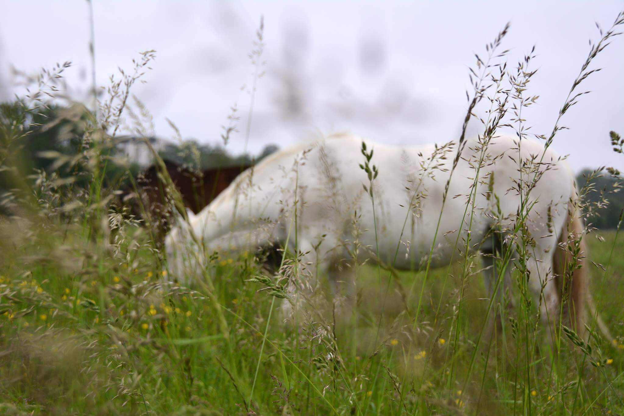 La mécanique du stress chez les chevaux : quel rôle jouent la phytothérapie et les plantes adaptogènes ?      