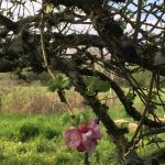 Se former aux huiles essentielles