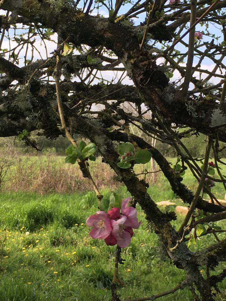 Se former aux huiles essentielles