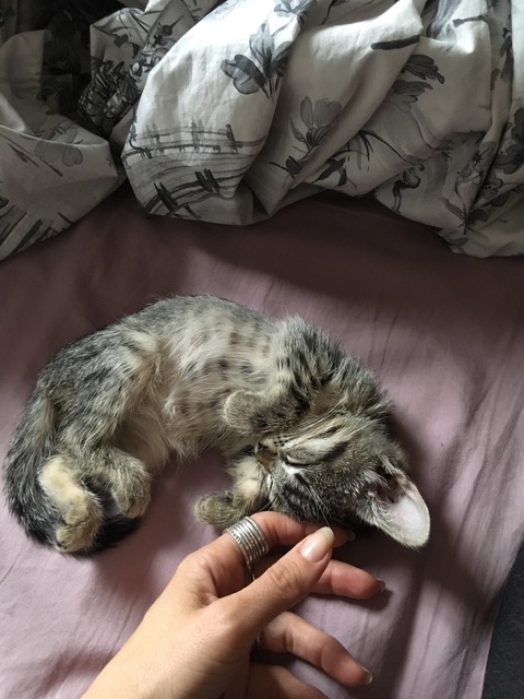 formation conscience animale